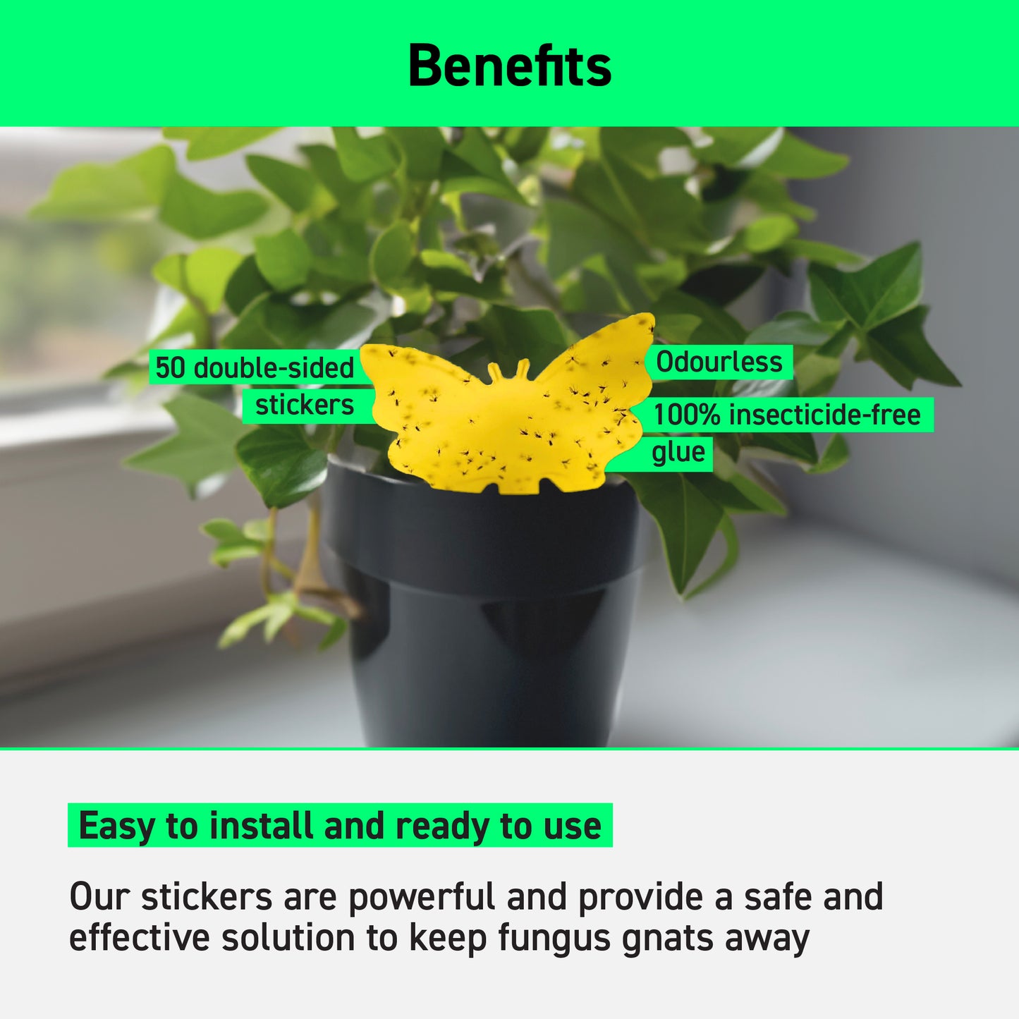 Adhesive Traps Against Fungus Gnats Benefits